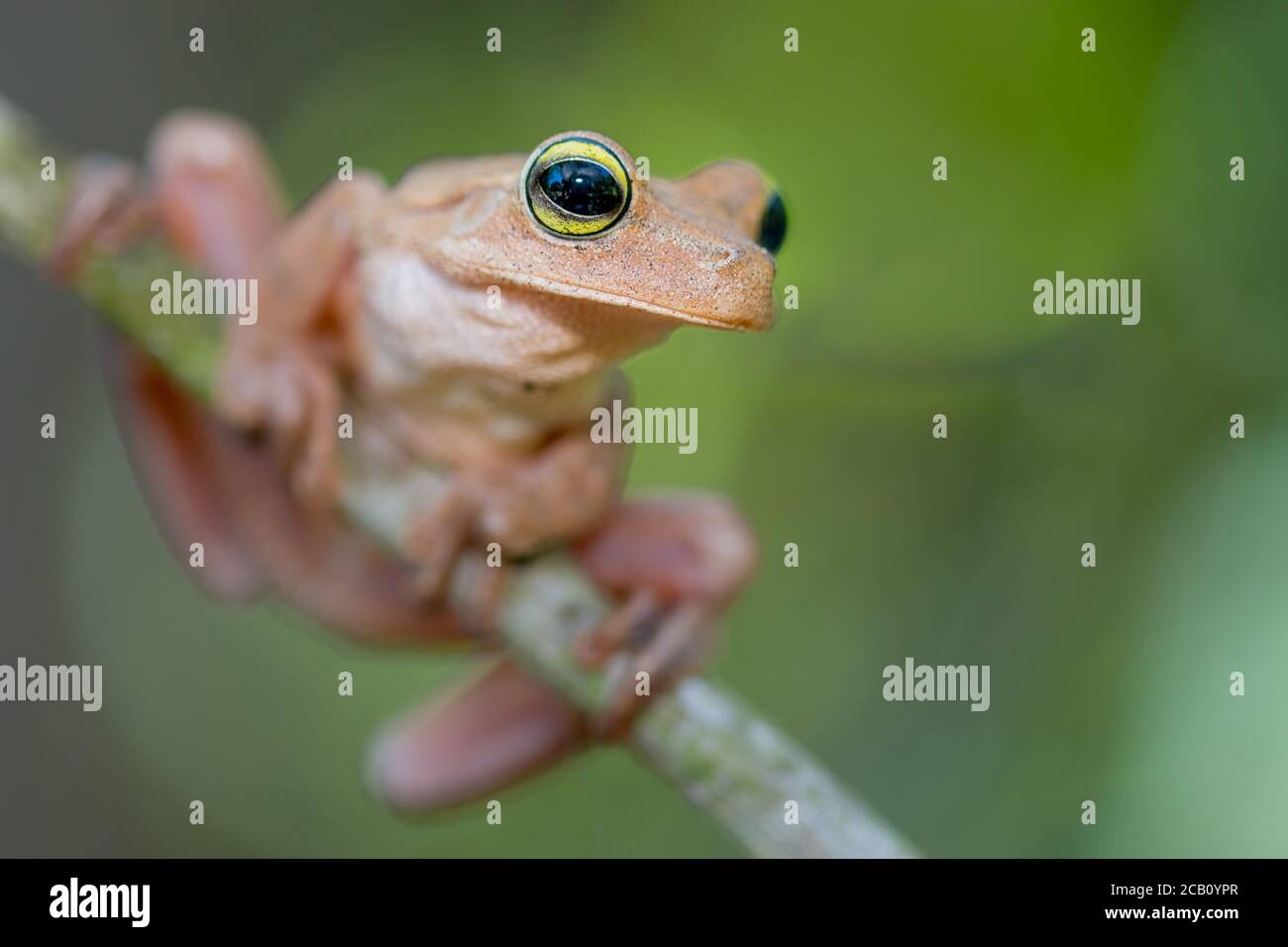 Rana dagli occhi smeraldo (Boana crepitans) della famiglia Ilidae. Ibagué, Tolima, Colombia. Questa specie ha una varietà di habitat, che vanno da humi Foto Stock