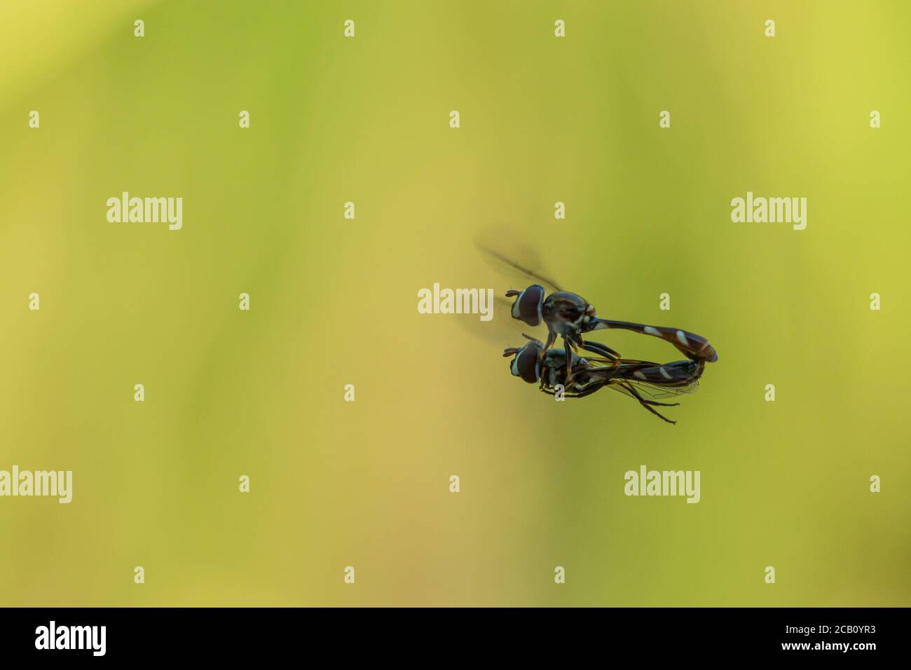 Coppia di Hoverflies, anche chiamati mosche di fiori o mosche sciroppose, che si accoppiano in volo vicino a un campo di riso. Ibague, Tolima, Colombia. Foto Stock