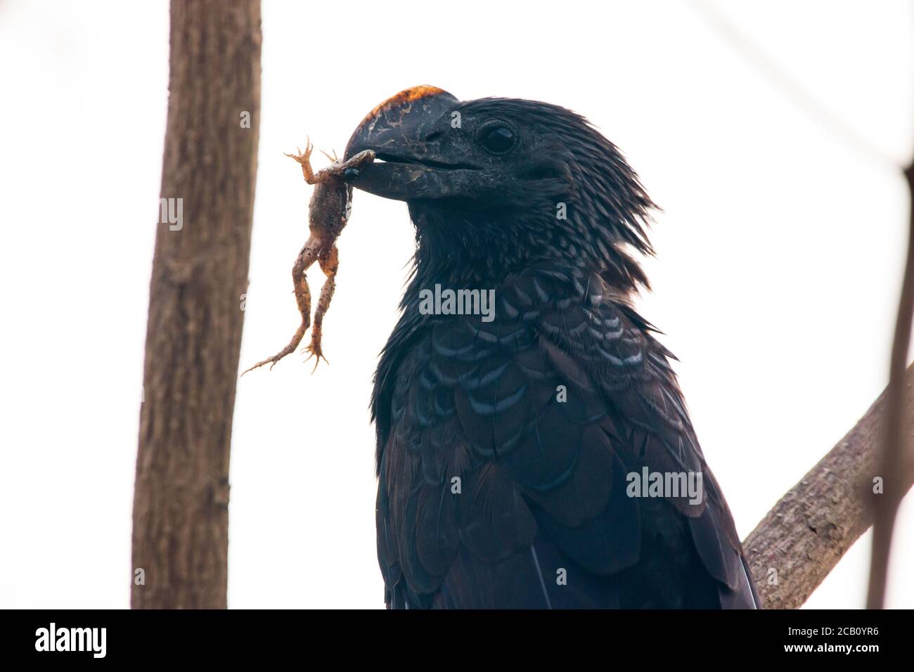 Ani (Crotophaga ani) con fatturazione liscia che si nutrono su una rana vicino a raccolti di riso. Ibague, Tolima, Colombia. Foto Stock