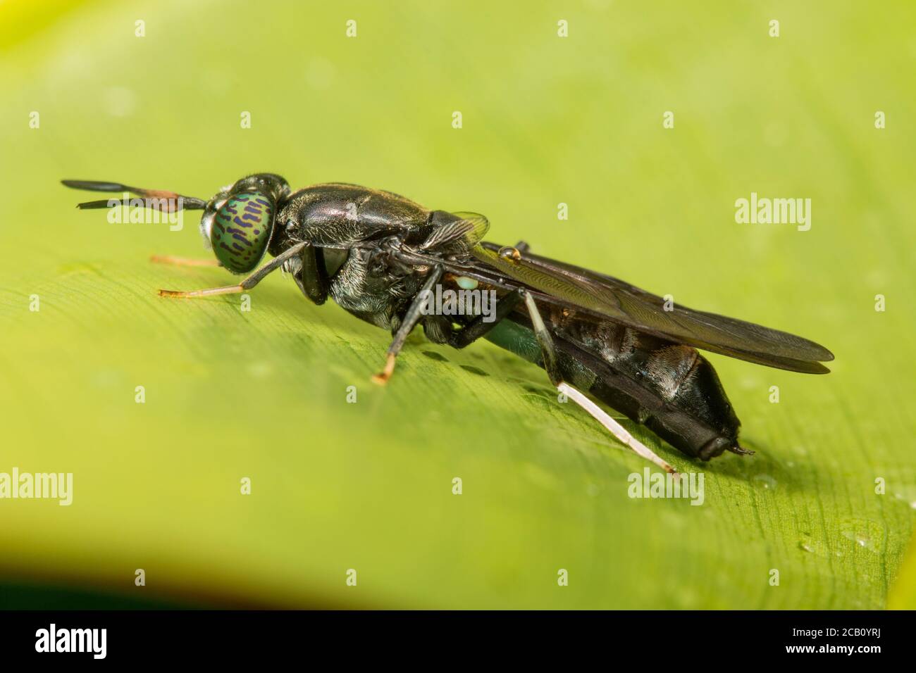 La mosca nera del soldato (Hermetia illucens), una mosca comune e diffusa della famiglia degli Stratiomyidae. Icononzo, Tolima Colombia Foto Stock