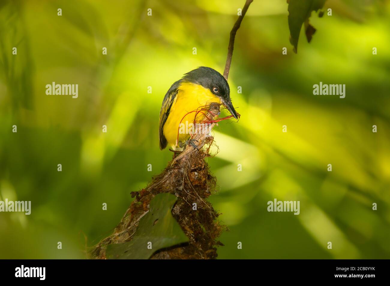 Comune tody-flycatcher costruire un nido di tasca. Coello, Tolima, Colombia Foto Stock