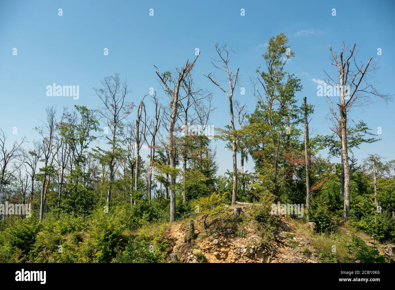 Alberi in via di estinzione sulla cima di Schönberg in Germania Foto Stock