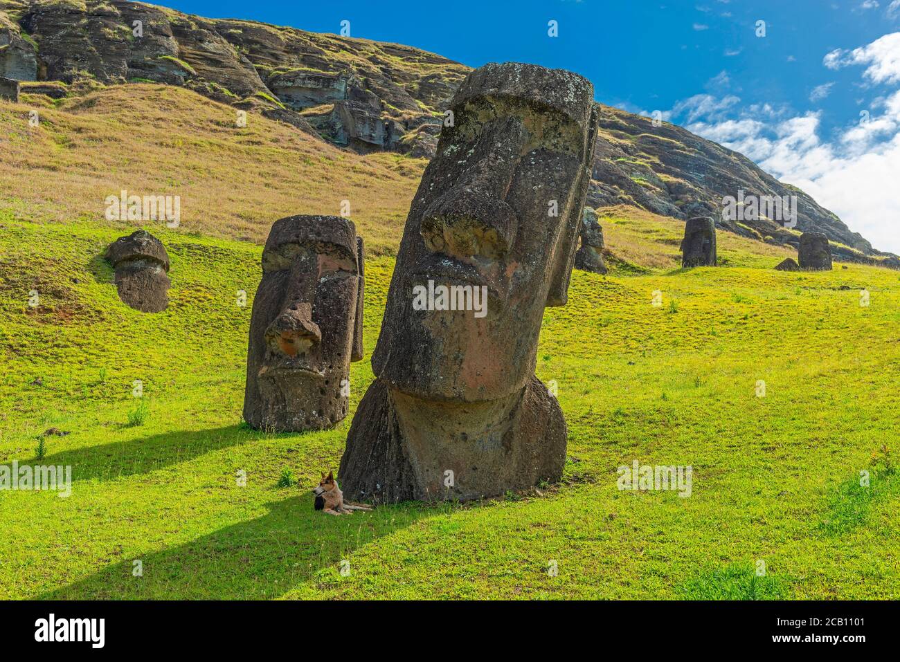 Cane all'ombra di un Moai, Rano Raraku, Isola di Pasqua (Rapa Nui), Cile. Foto Stock