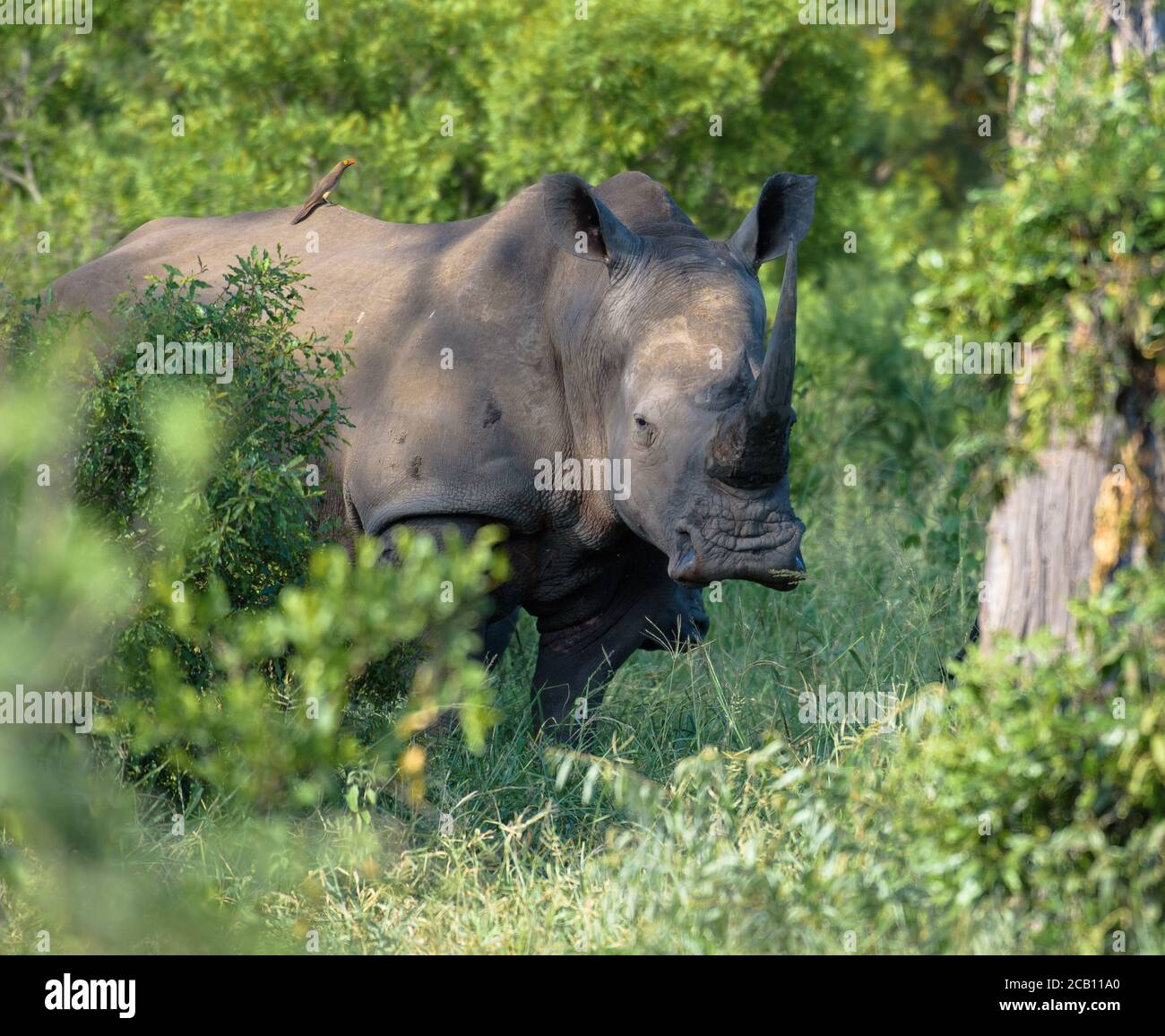 Mucca di rinoceronte con lungo corno che fissa con cautela mentre ti godi il paralume e la protezione dalle boccole verdi Foto Stock