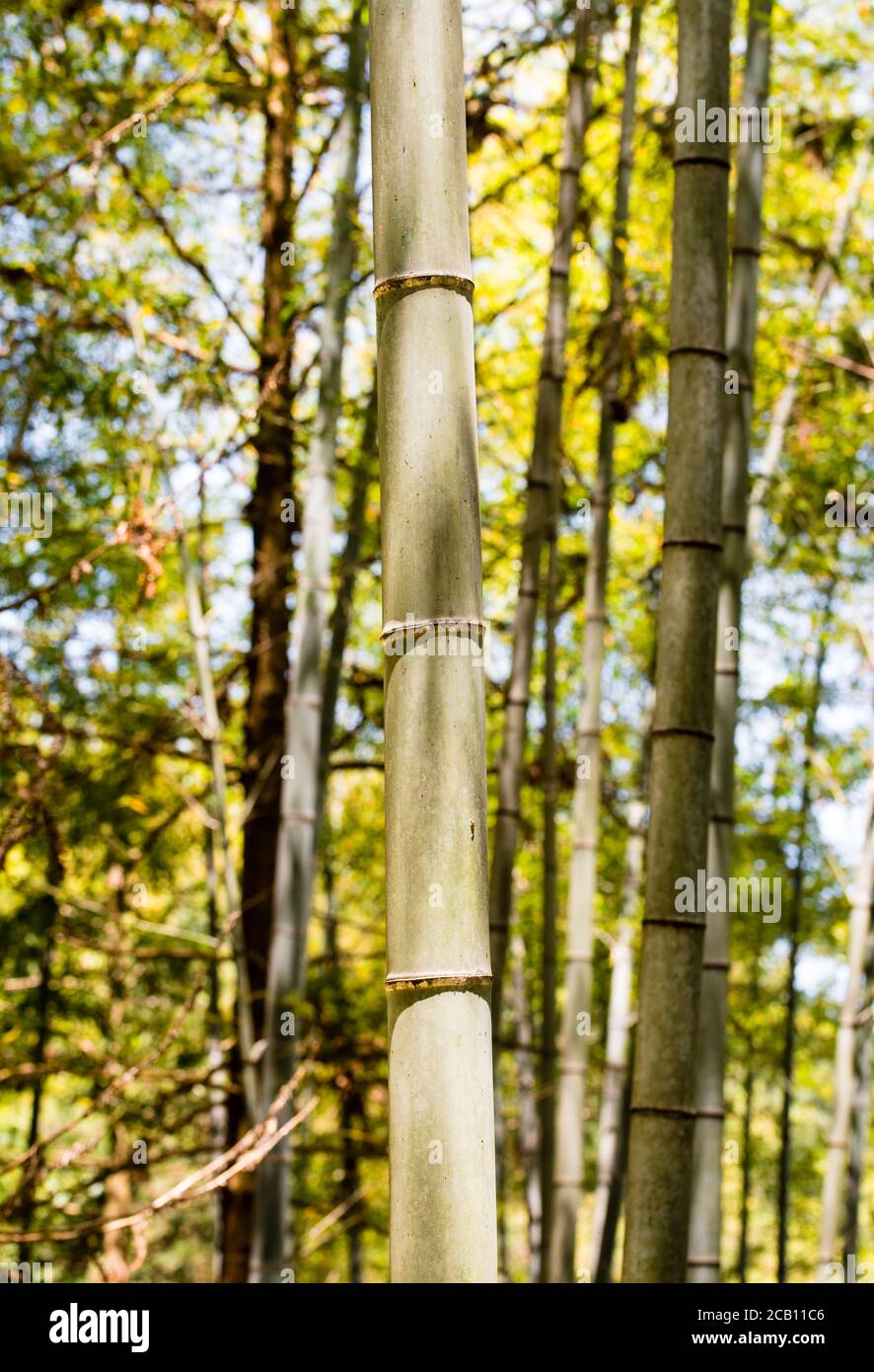 Foresta di bambù con vicino di erba di bambù alta Foto Stock