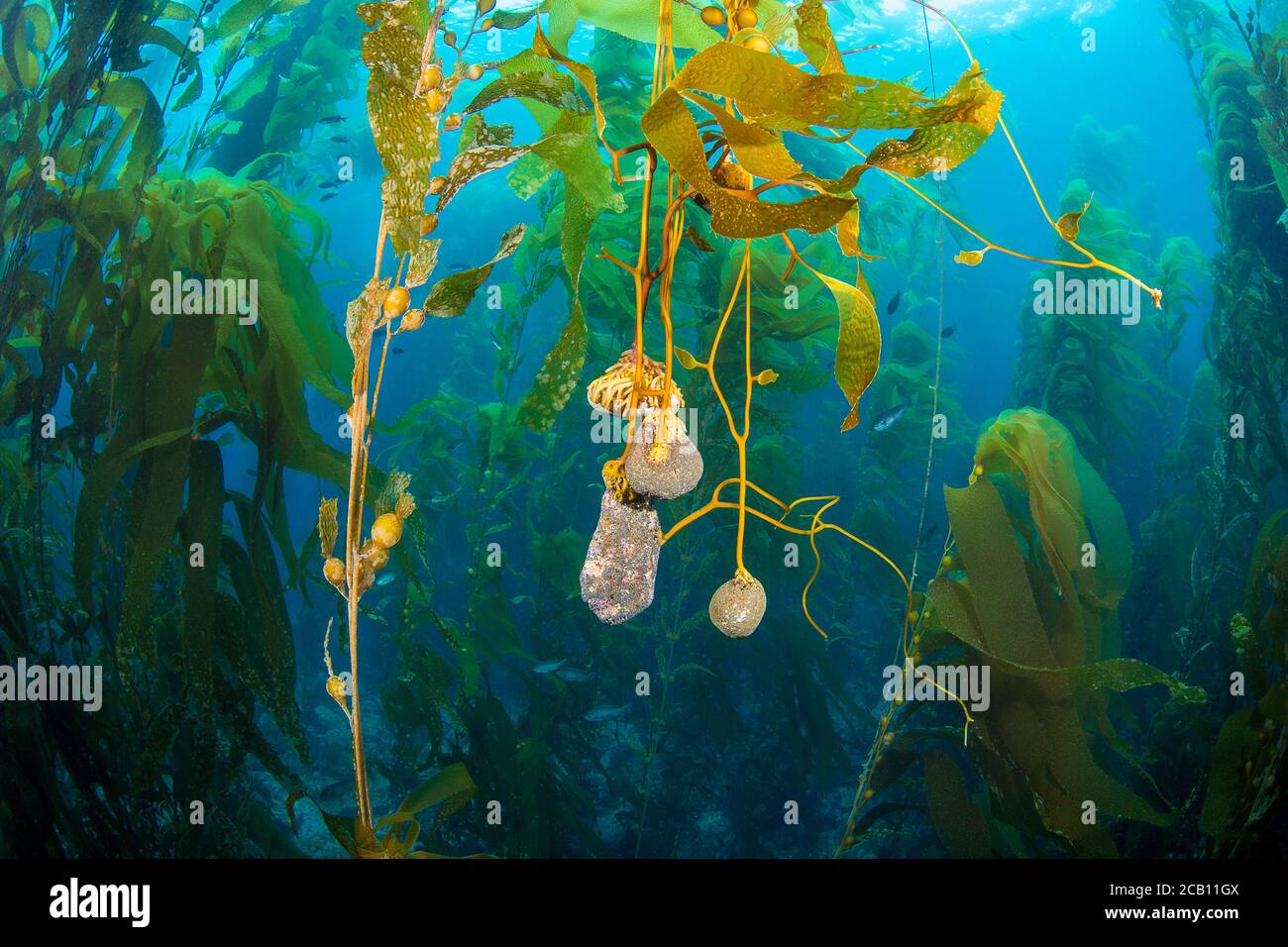 Il kelp gigante, Macrocystis pirifera, si ancora alle rocce sul fondo. Man mano che cresce e le camere d'aria che sollevano i trefoli moltiplicano la volontà del kelp Foto Stock
