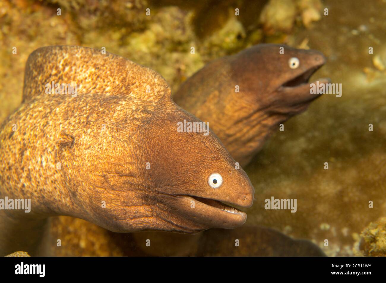 L Anguilla Dagli Occhi Bianchi Gymnotorax Thyrsoideus E Anche Chiamata L Anguilla Morena Grigiastra La Morena Frettolosa O Morena Snella Filippine Foto Stock Alamy