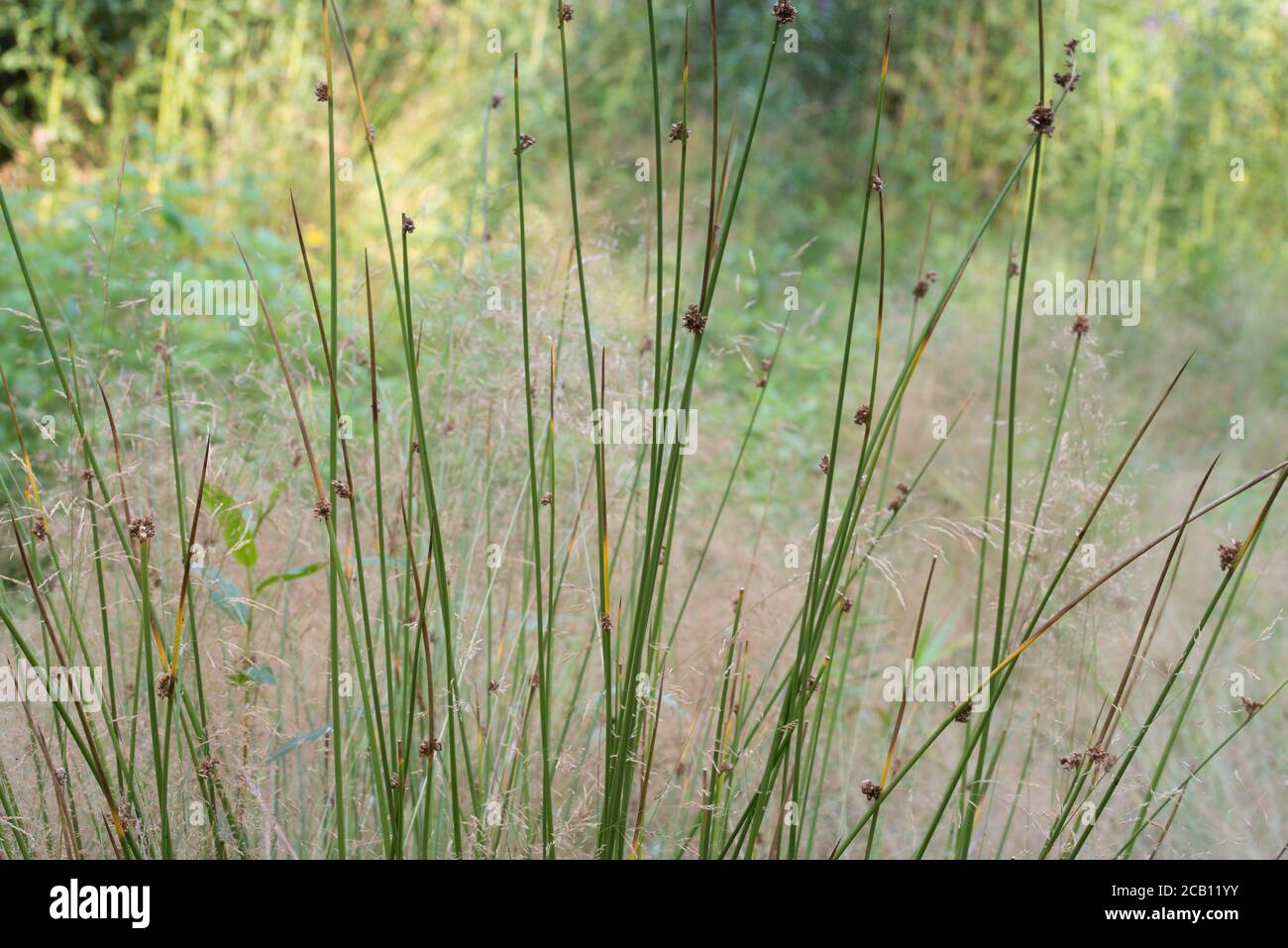club-rush, scirpus, fiori di punta closeup fuoco selettivo Foto Stock