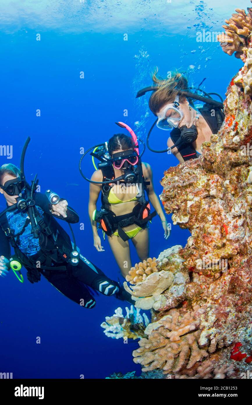I subacquei (MR) hanno mostrato l'osservazione di un pesce rana di Commerson, Antennarius commerconi, sulla parete posteriore della Riserva Marina di Molokini, Hawaii. Foto Stock