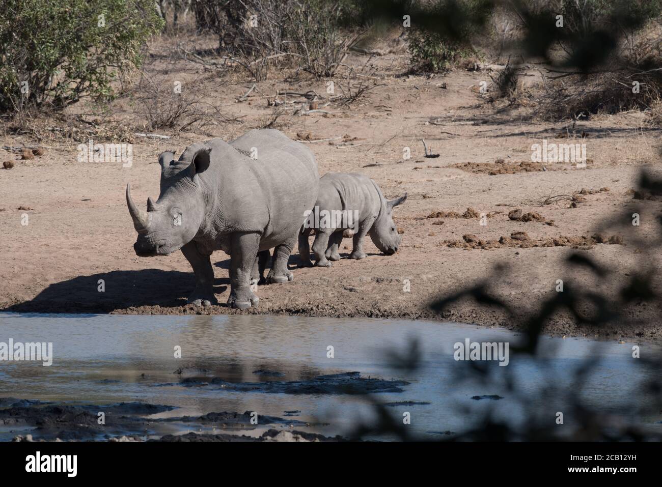 Rhino madre e vitello in piedi accanto ad un buco d'acqua e. la mucca che prende una pausa dal bere con il bambino vitello rhino in piedi dietro la madre Foto Stock