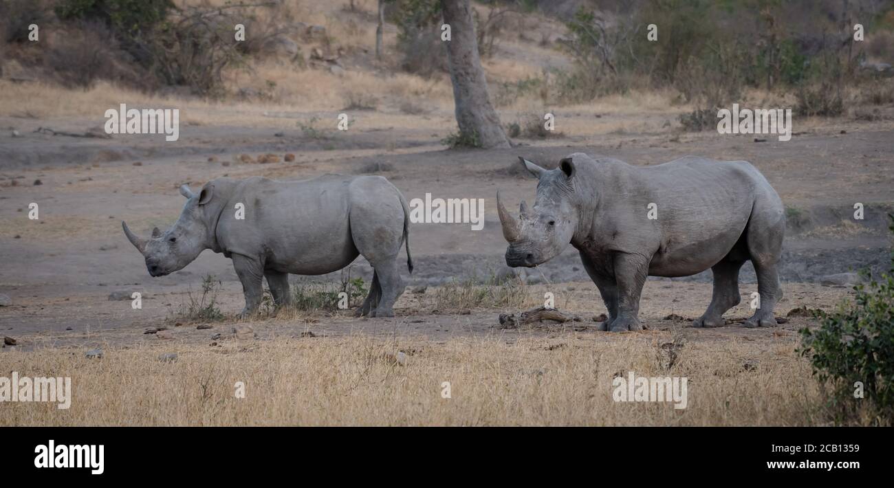 Due rinoceronti bianchi in piedi nella savana aperta con alcuni grande albero sullo sfondo Foto Stock
