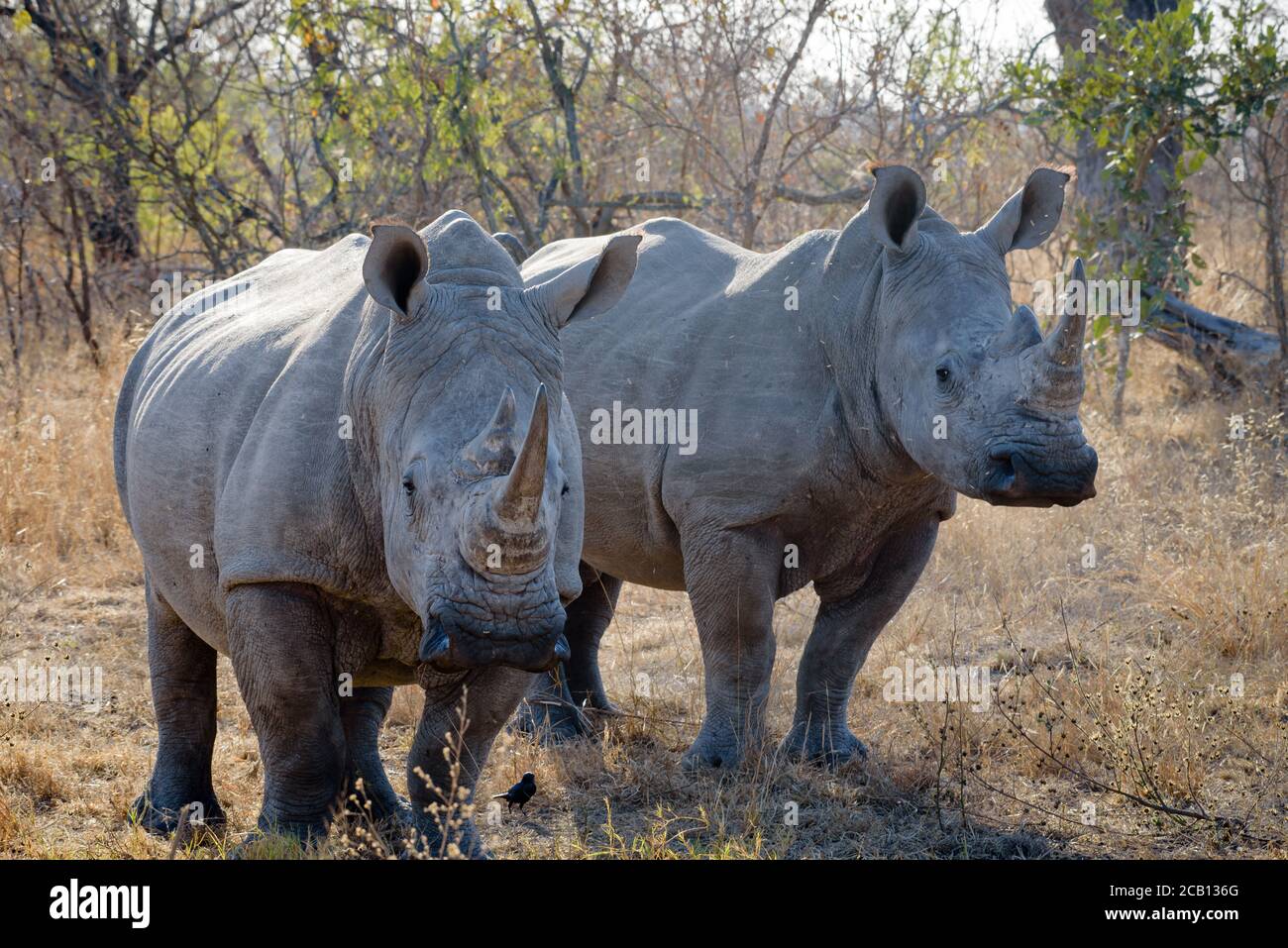 Bianco Rhino primo piano immagine ritratto di due cornuti lunghi rhinoceros con ampio coperchio che si erge a guardare intorno Foto Stock