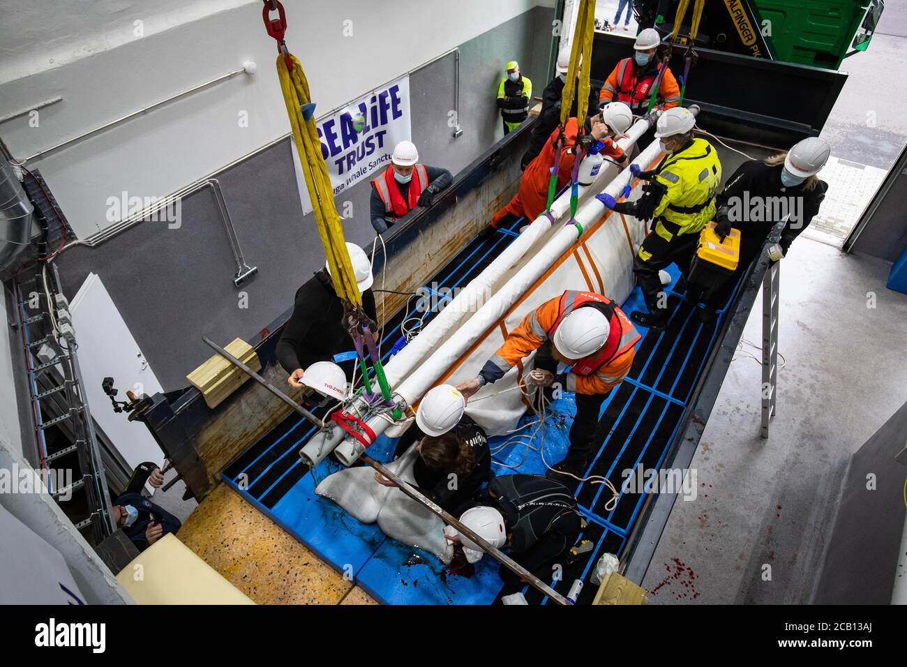 Il team Sea Life Trust Lower Beluga Whale Little White su un autocarro durante il trasferimento dalla piscina di cura al lato del mare alla piscina di cura bayside, dove sarà acclimatato per l'ambiente naturale della sua nuova casa presso il santuario di acqua aperta a Klettsvik Bay in Islanda. Le due balene di Beluga, denominate Little Grey e Little White, sono state spostate nel primo santuario di balene all'aperto del mondo dopo essere state trasferite da un acquario in Cina a 6,000 miglia di distanza nel giugno 2019. Foto Stock