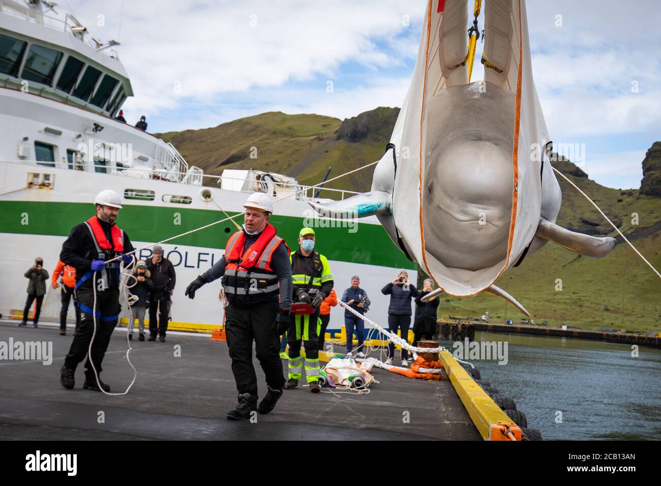 Il team Sea Life Trust sposta Beluga Whale Little Grey da un camion a un rimorchiatore durante il trasferimento alla piscina di cura bayside per l'acclimatazione all'ambiente naturale della loro nuova casa presso il santuario in mare aperto nella baia di Klettsvik in Islanda. Le due balene di Beluga, denominate Little Grey e Little White, sono state spostate nel primo santuario di balene all'aperto del mondo dopo essere state trasferite da un acquario in Cina a 6,000 miglia di distanza nel giugno 2019. Foto Stock