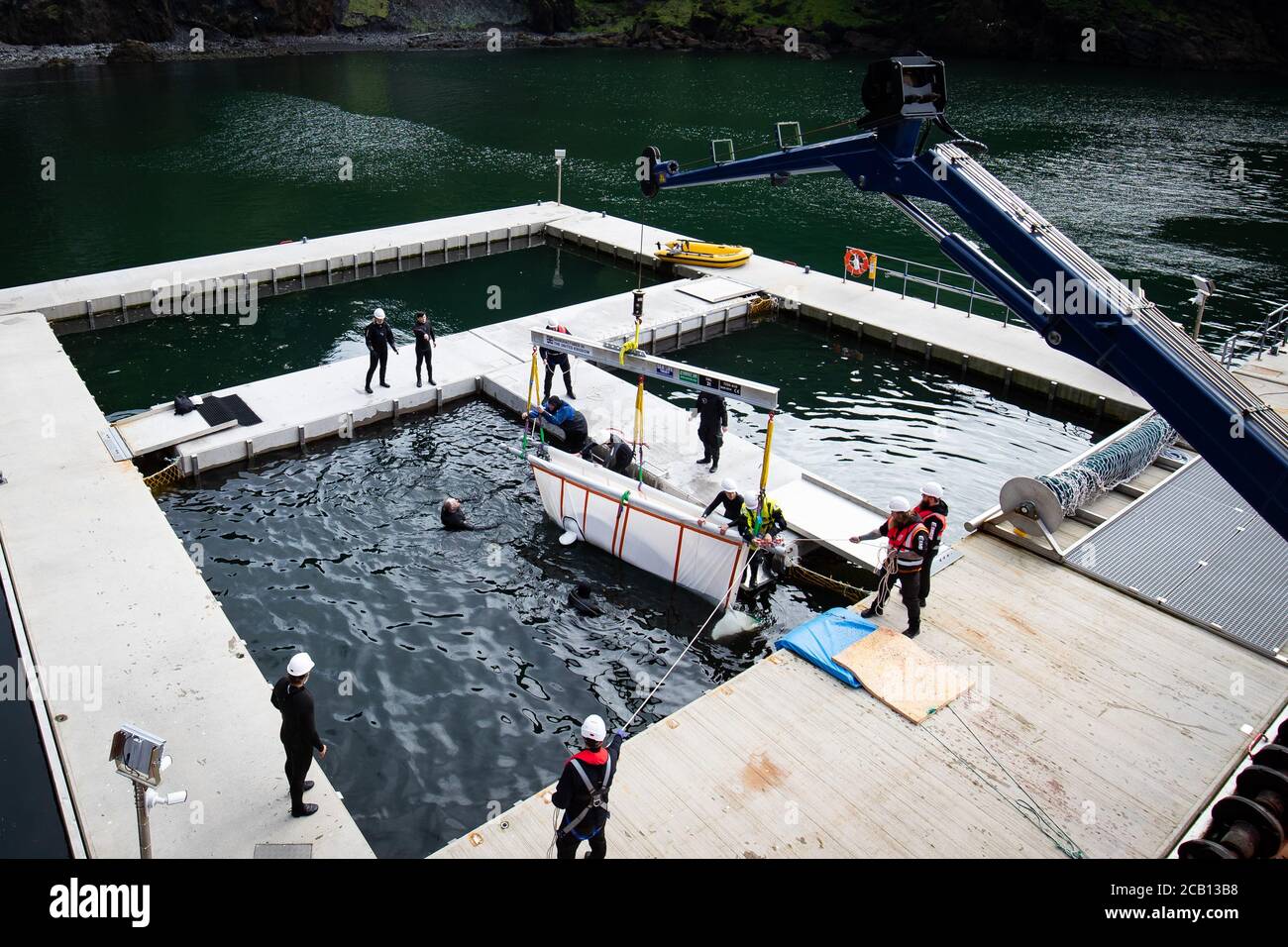 Il team del Sea Life Trust sposta il piccolo bianco delle balene di Beluga da un tugboat durante il trasferimento alla piscina per la cura della baia, dove saranno acclimatati all'ambiente naturale della loro nuova casa nel santuario di acqua aperta nella baia di Klettsvik in Islanda. Le due balene di Beluga, denominate Little Grey e Little White, sono state spostate nel primo santuario di balene all'aperto del mondo dopo essere state trasferite da un acquario in Cina a 6,000 miglia di distanza nel giugno 2019. Foto Stock