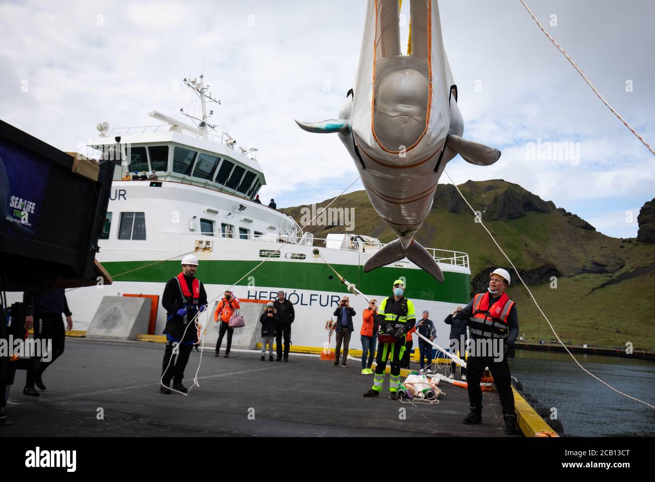 Il team Sea Life Trust sposta Beluga Whale Little Grey da un camion a un rimorchiatore durante il trasferimento alla piscina di cura bayside per l'acclimatazione all'ambiente naturale della loro nuova casa presso il santuario in mare aperto nella baia di Klettsvik in Islanda. Le due balene di Beluga, denominate Little Grey e Little White, sono state spostate nel primo santuario di balene all'aperto del mondo dopo essere state trasferite da un acquario in Cina a 6,000 miglia di distanza nel giugno 2019. Foto Stock
