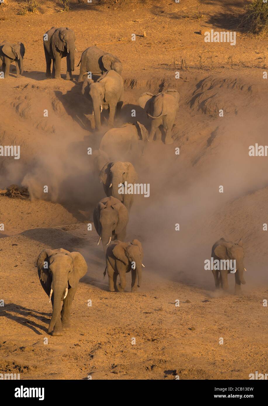 Elefanti in grandi mandrie compresi adulti e bambini e giovani quelli che calciano la polvere mentre camminano giù nel fiume asciutto per andare e bere acqua Foto Stock