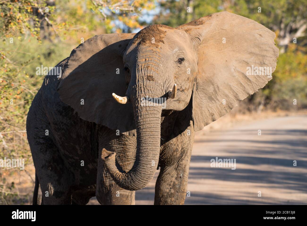Elephant bull giovane in età in piedi nella strada ghiaiosa con la testa sollevata in alto e le orecchie aperte e il tronco arrotolato con le zecche rivolte in avanti Foto Stock