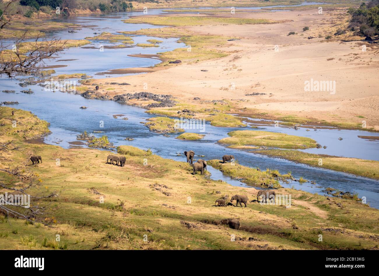 Mandria di elefanti che pascolano in olifants letto di fiume con il vista rialzata che si estende lontano e largo Foto Stock