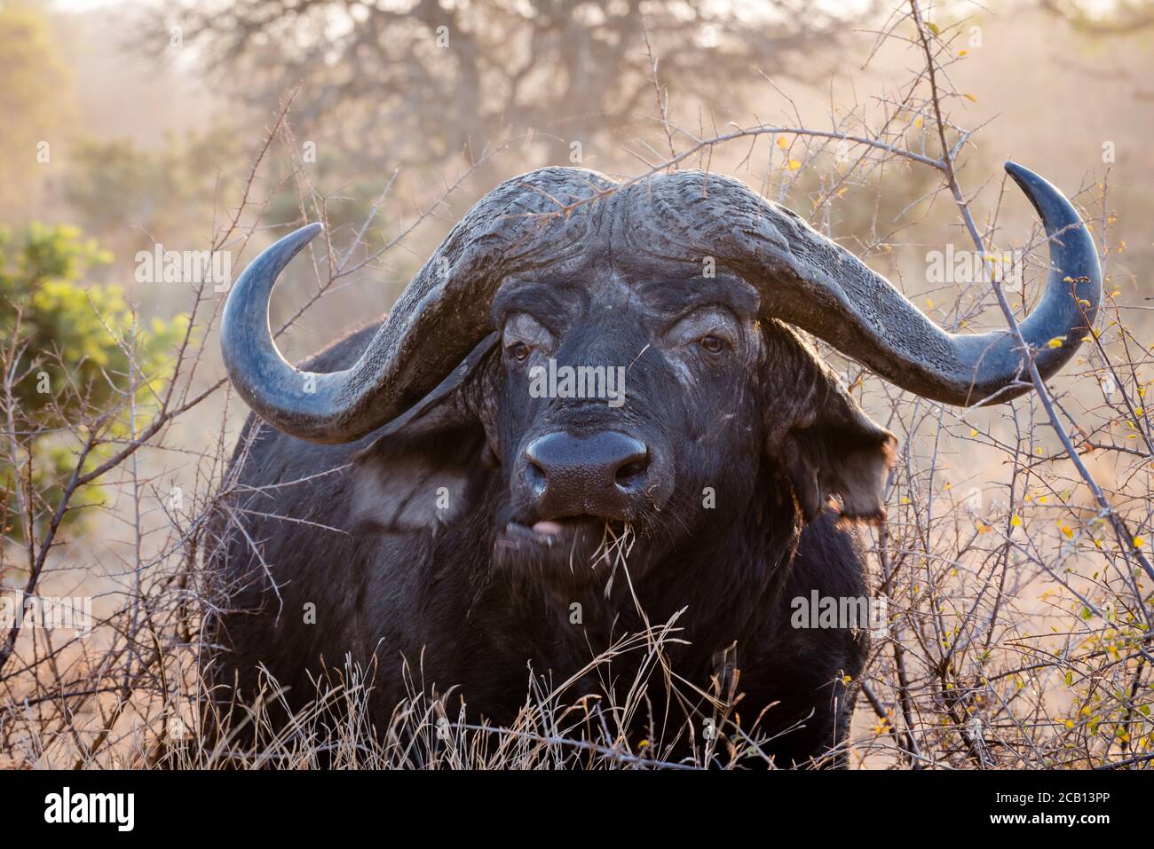 Grande vecchio bufalo toro ritratto con lui che alimenta e. erba che si arricchiola mentre si trova tra alcuni cespugli asciutti Foto Stock