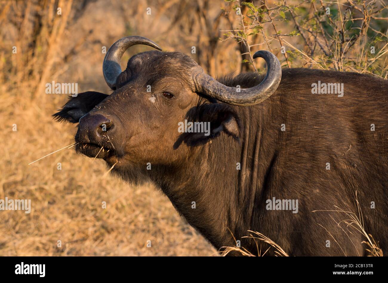 Alimentazione mucca di bufalo che sta fissando con faccia girata lateralmente e. erba che pende dalla bocca Foto Stock