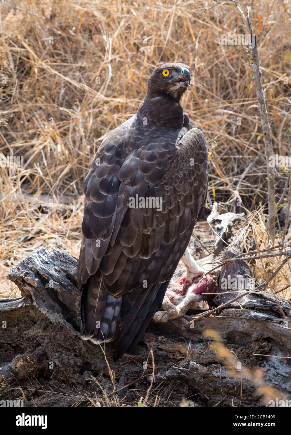 Aquila Martial seduto su un ceppo di legno con preda di lepre di scrub nei suoi artigli e fissando intorno per qualsiasi altro uccelli di preda venire e rubare il suo cibo Foto Stock