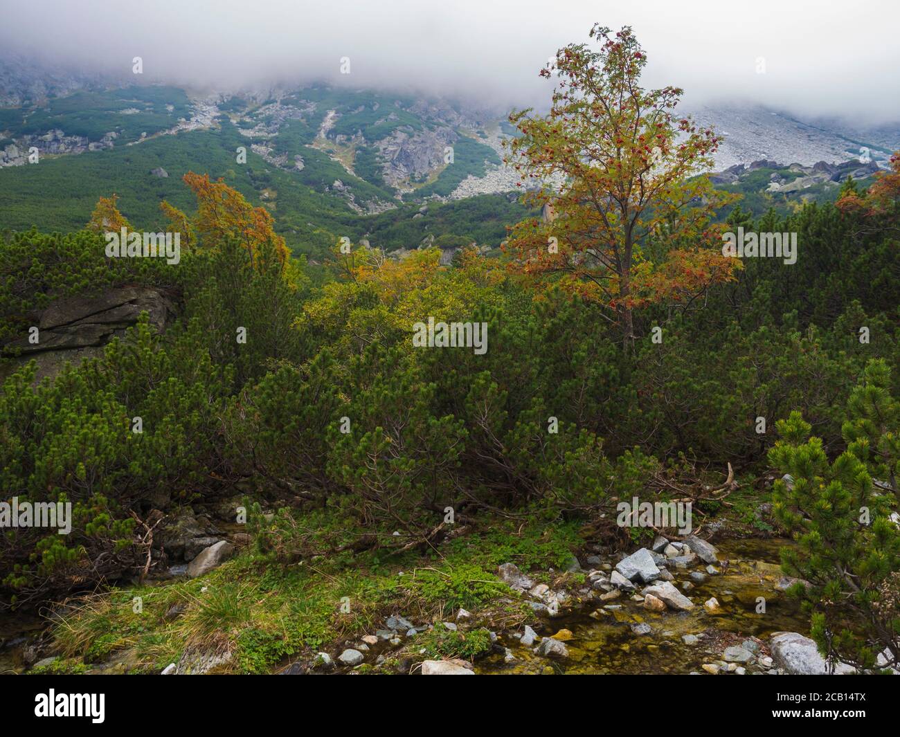 Paesaggio con ruscello di fiume selvaggio di rowan di colore autunnale e. Cielo di moody nella valle di montagna Velka Studena Dolina in Slovacchia Alta montagna Tatra Foto Stock