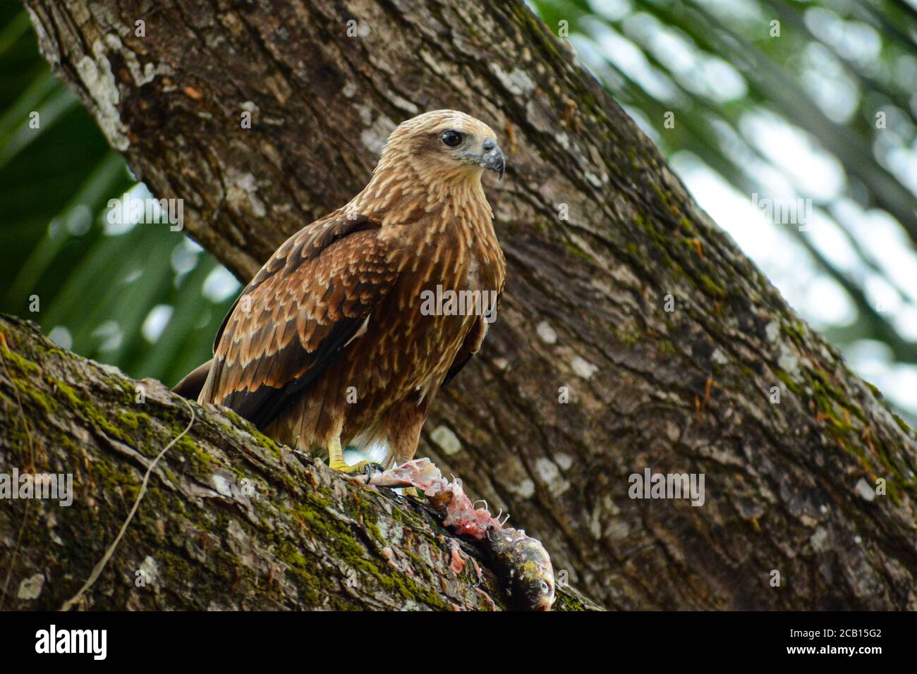 Eagle pranza Foto Stock