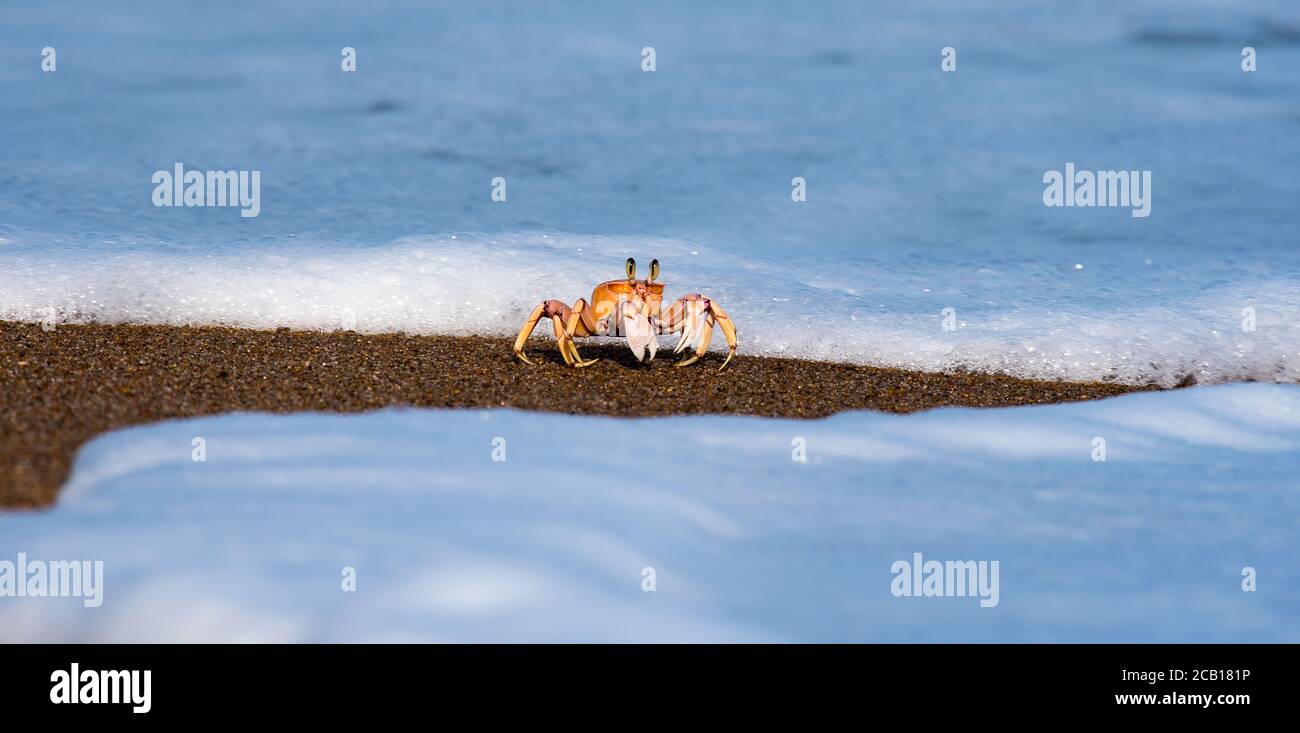 Granchio che corre sulla spiaggia con le onde bianche della schiuma che si avvicinano Foto Stock