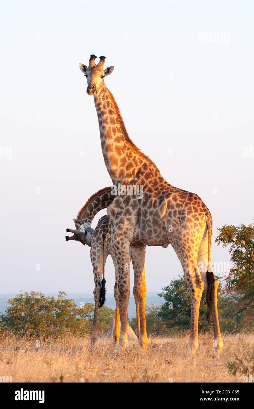 Giraffe Bulls in piedi in un'area aperta con una piegatura maschio il collo giù e l'altro dritto Foto Stock