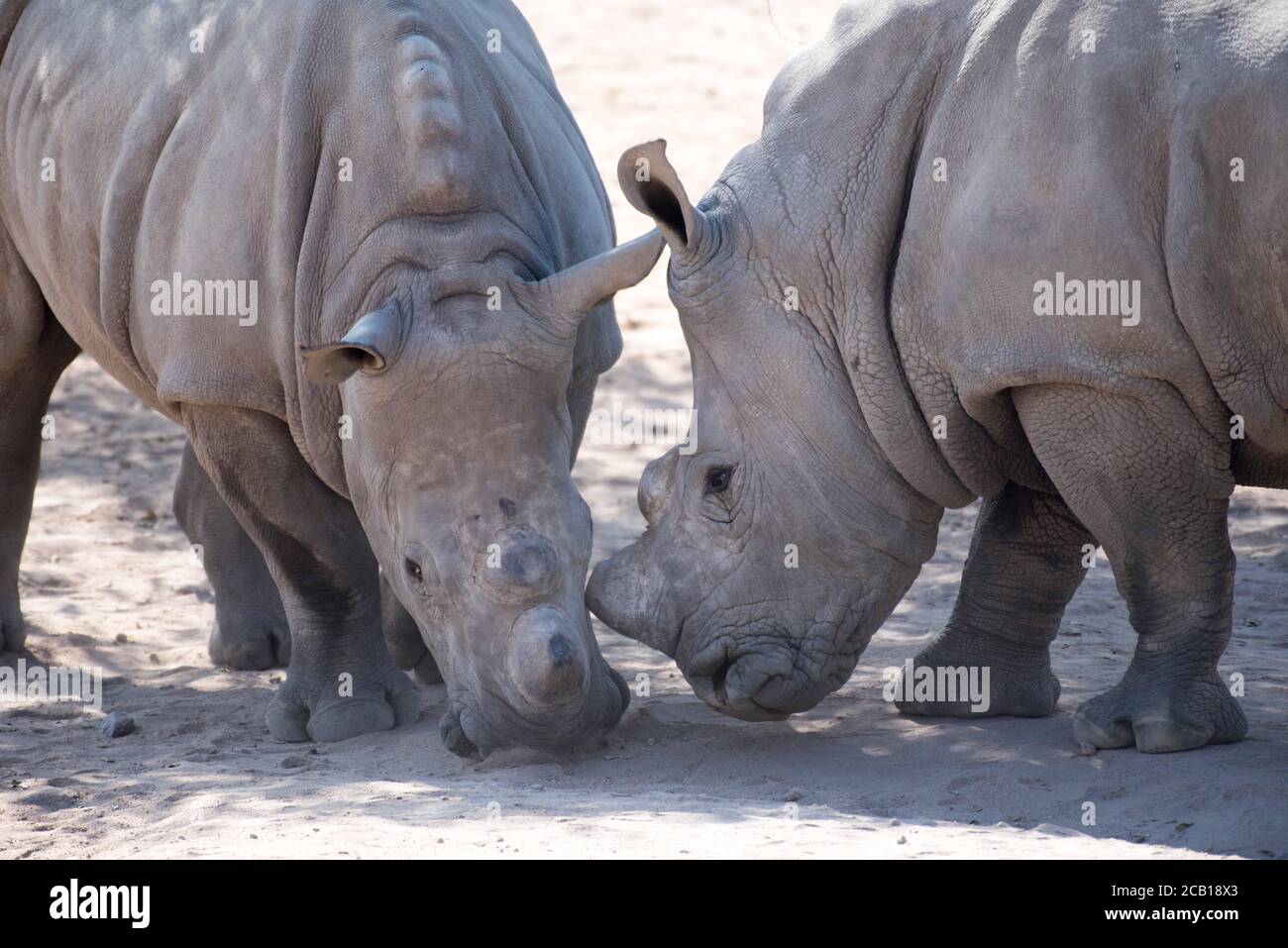Vitelli rinoceronti giovani in piedi con teste piegate con il uno che tocca l'altro con l'avvisatore acustico rotondo corto acceso la guancia Foto Stock