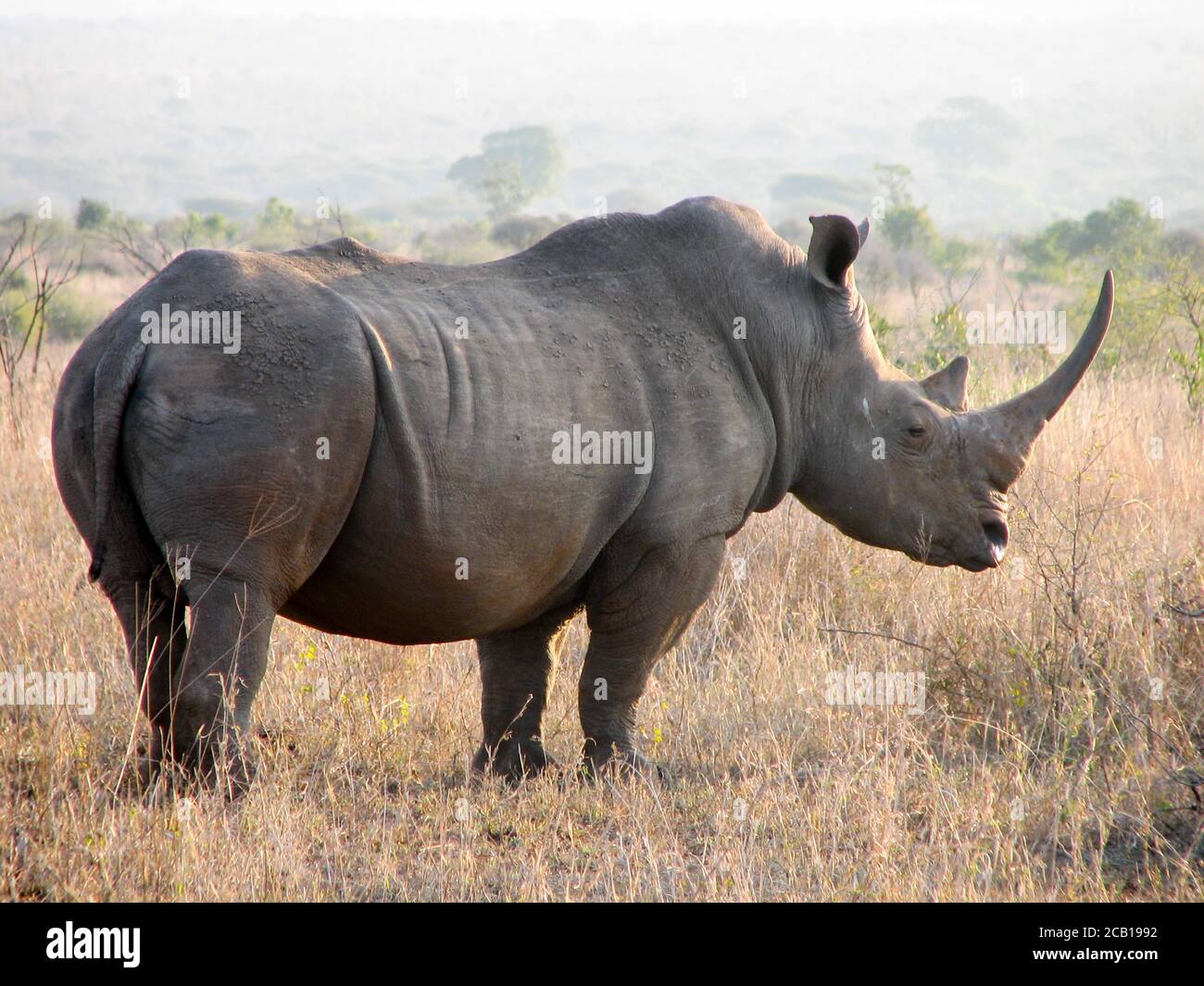 Rhino con grande corno diritto lungo in piedi in prateria aperta mostra un lato del suo corpo mentre si sta fissando intorno Foto Stock