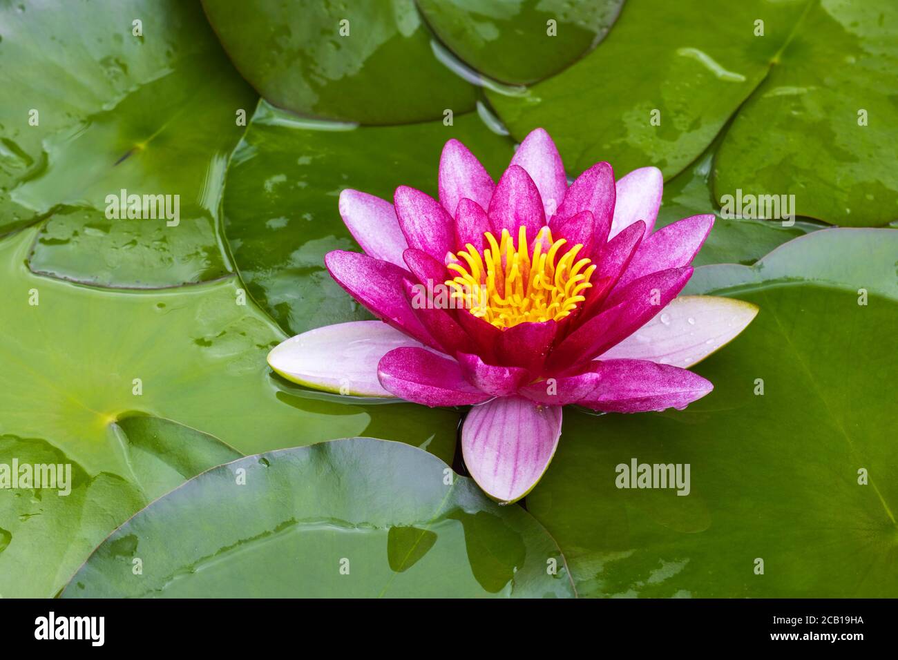 Giglio d'acqua rosa (Nymphaea), Baden-Wuerttemberg, Germania Foto Stock