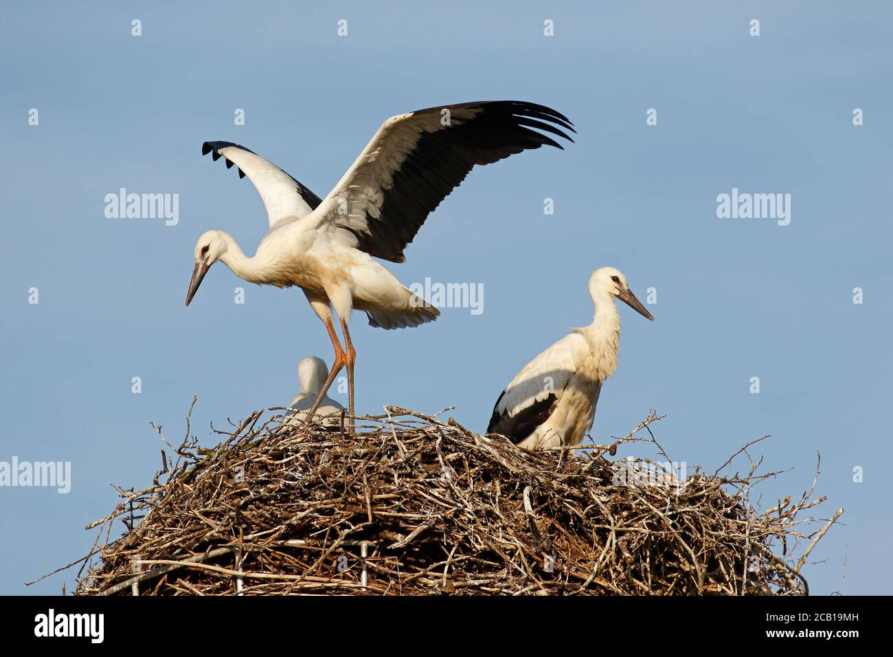 Cicogne bianche giovani (Ciconia ciconia), quasi fughe sul nido, allenamento dei muscoli di volo, Schleswig-Holstein, Germania Foto Stock