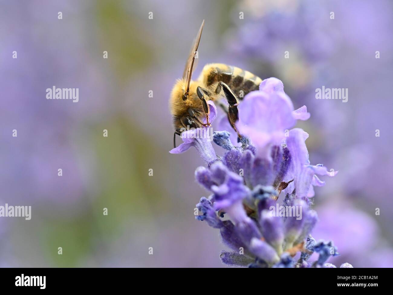 L'ape del miele (Apis mellifera), raccoglie il nettare sulla lavanda reale (Lavandula angustifolia, Baden-Wuerttemberg, Germania Foto Stock
