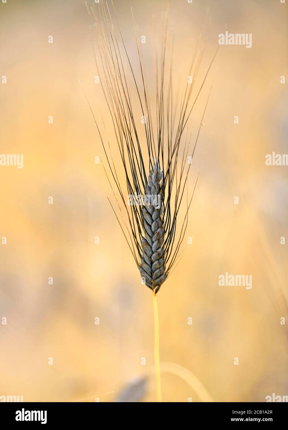 Orecchio di grano nero grano Emmer (Triticum dicoccum), anche , una delle più antiche specie di grano coltivato, orecchie nel campo del grano, Baden-Wuerttemberg Foto Stock