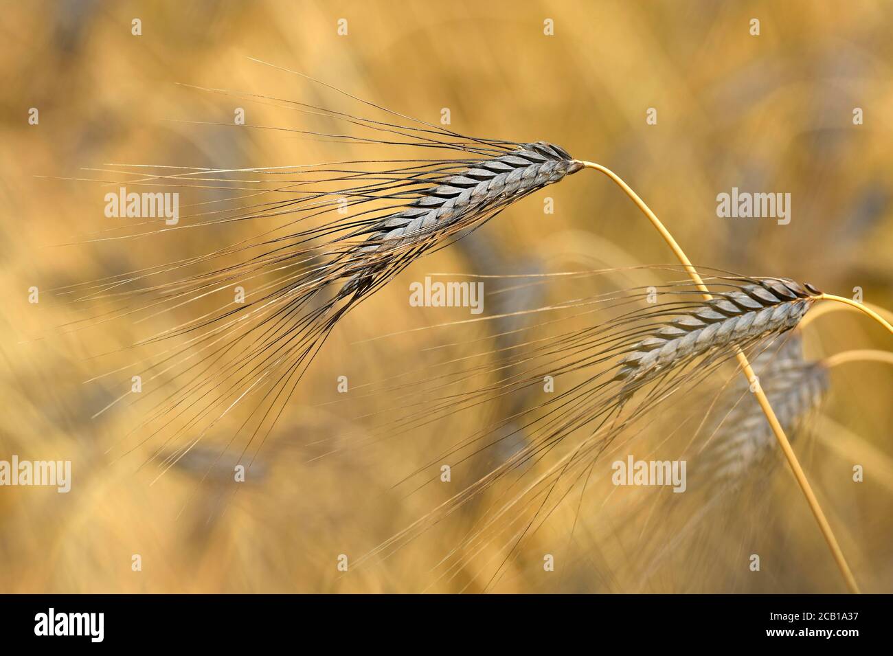 Orecchio di grano nero grano Emmer (Triticum dicoccum), anche , una delle più antiche specie di grano coltivato, orecchie nel campo del grano, Baden-Wuerttemberg Foto Stock