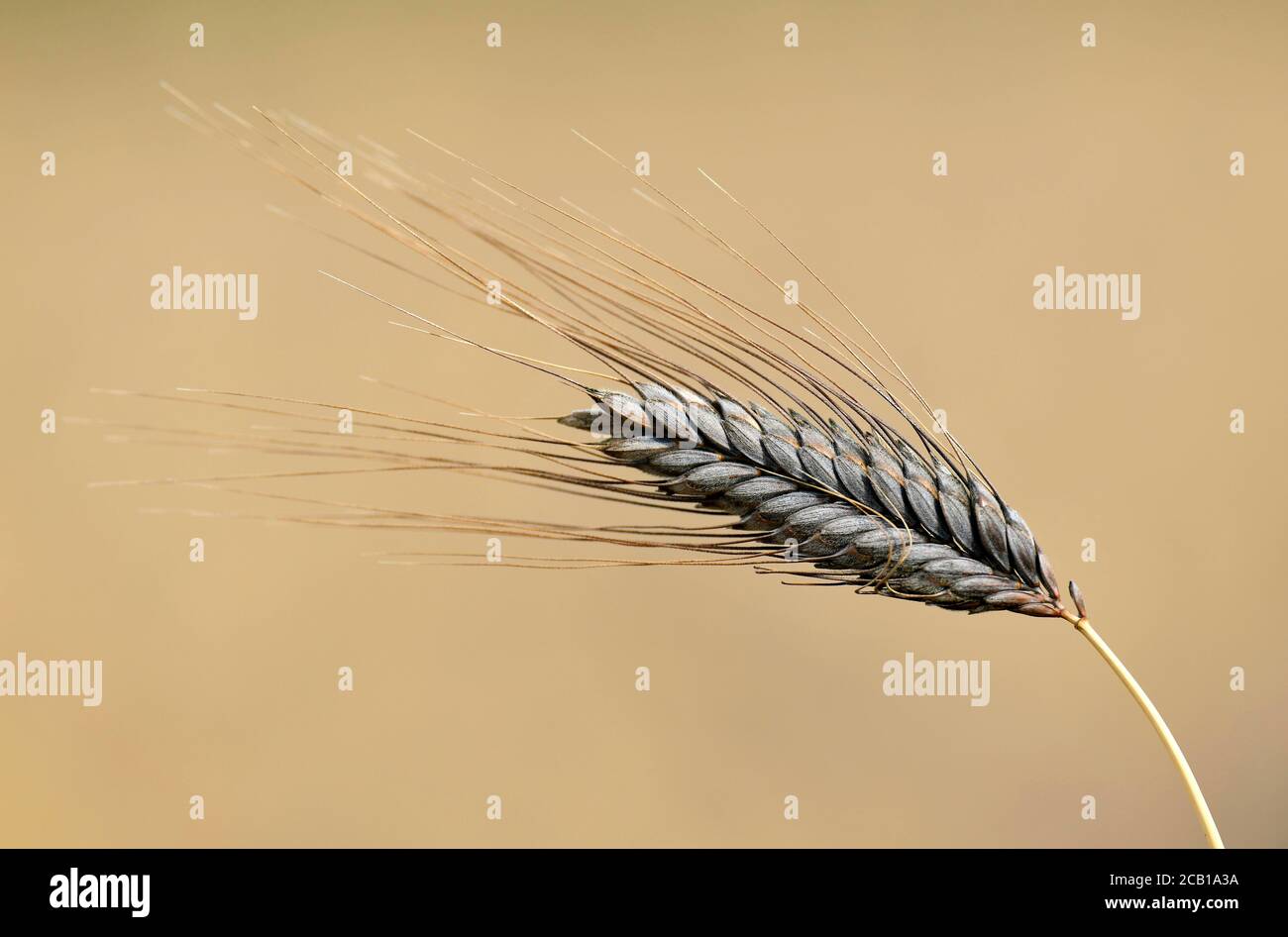 Orecchio di grano nero grano Emmer (Triticum dicoccum), anche , una delle più antiche specie di grano coltivato, orecchie nel campo del grano, Baden-Wuerttemberg Foto Stock