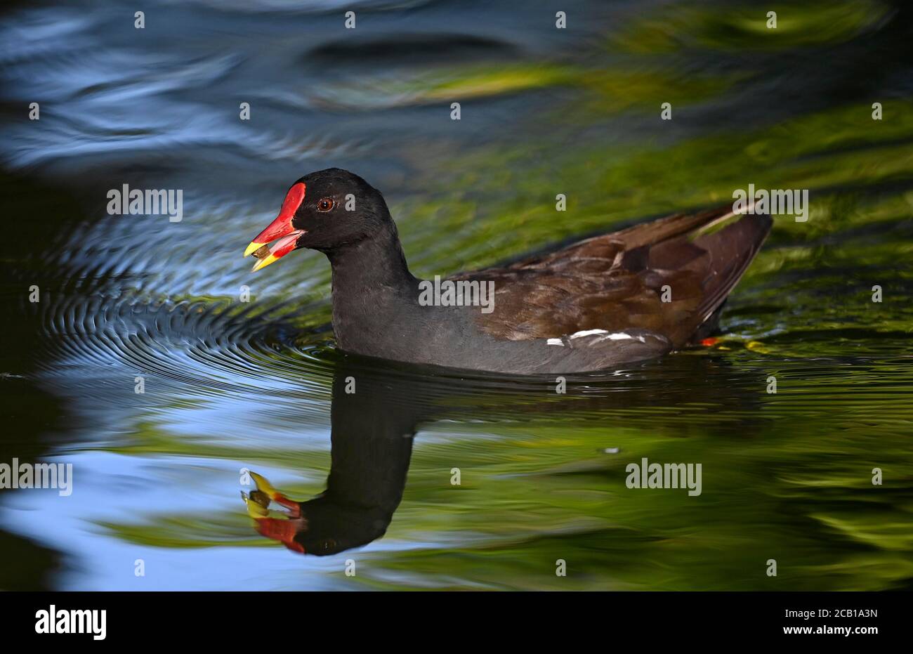 Comune moorhen (Gallinula chloropus), con cibo, nuotano in acqua, Germania Foto Stock