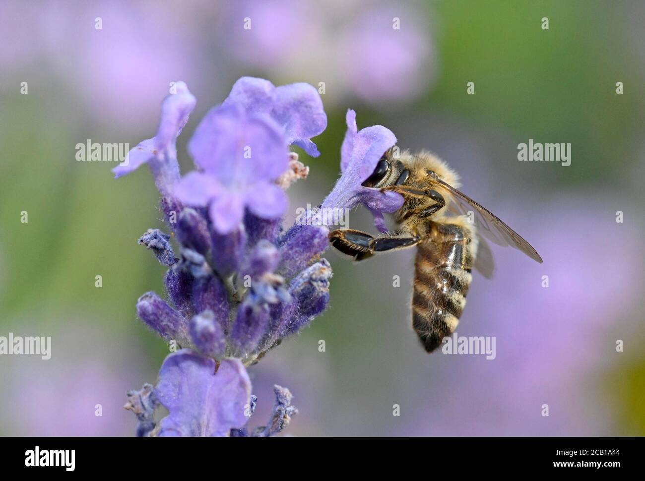 L'ape del miele (Apis mellifera), raccoglie il nettare sulla lavanda reale (Lavandula angustifolia, Baden-Wuerttemberg, Germania Foto Stock