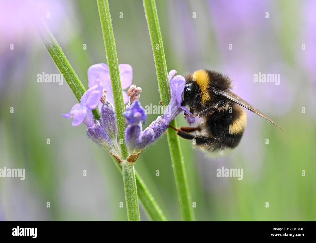 Bumblebee di terra grande (Bombus terrestris), anche bumblebee spesso o nero, lavanda reale (Lavandula angustifolia, Baden-Wuerttemberg, Germania Foto Stock