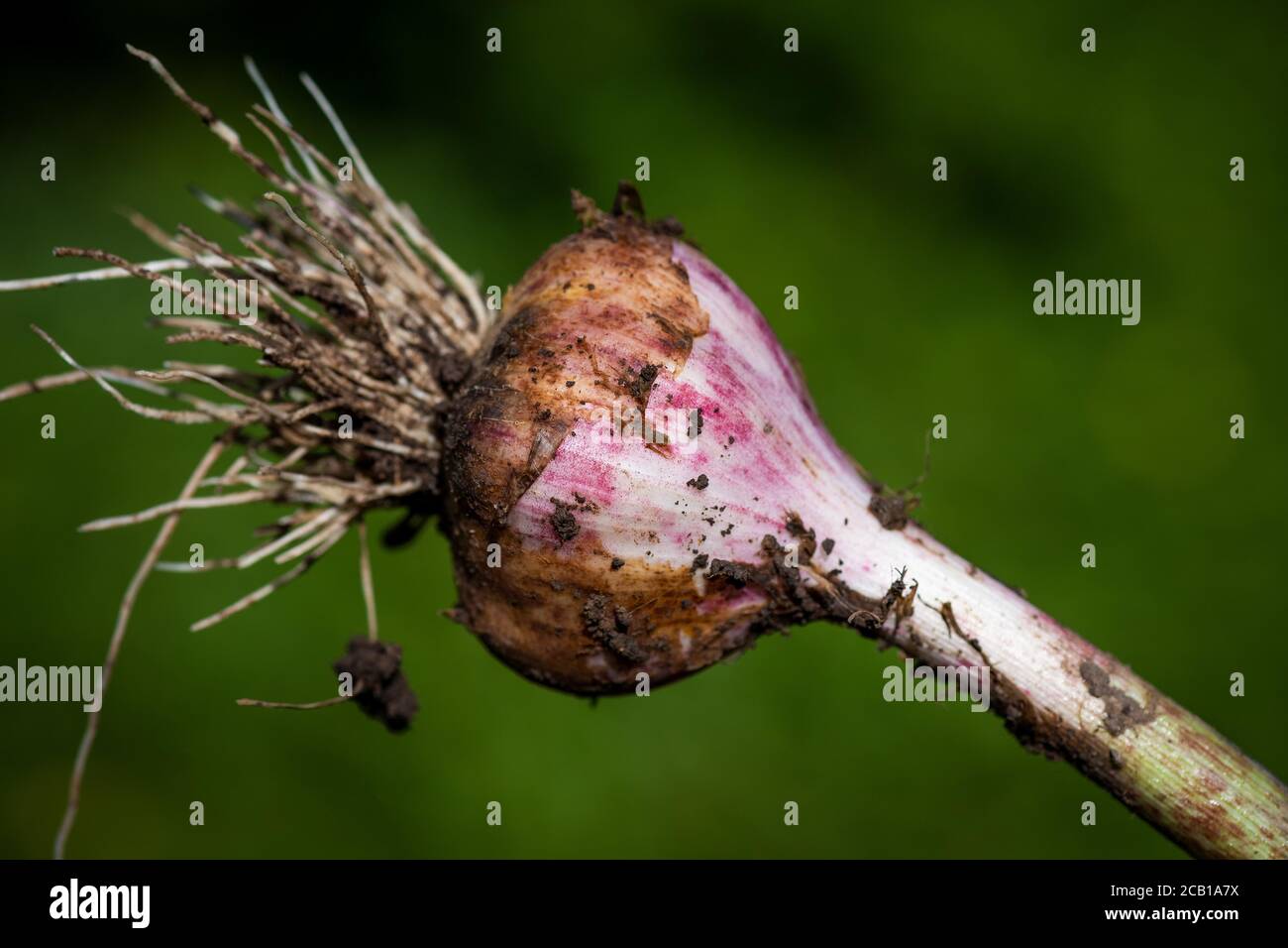 Tubero di aglio (Allium sativum), Stoccarda, Baden-Wuerttemberg, Germania Foto Stock