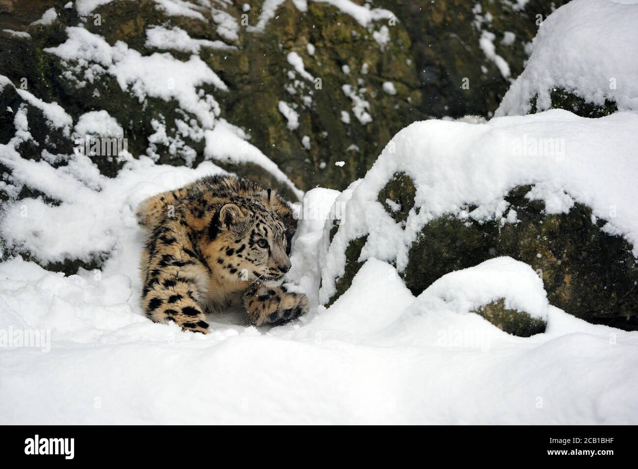 Giovane leopardo di neve (Panthera uncia), prigioniero, strisciando attraverso la neve, Himalaya evento, Pamir, Hindukush, Altaj, Nepal, India, Tibet, Russia Foto Stock