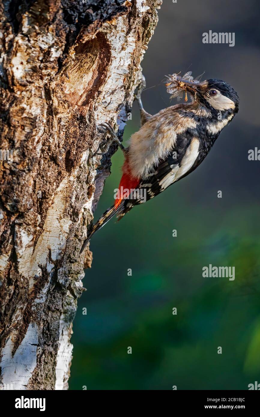 Grande picchio macchiato (Dendrocopos Major) con cibo per i giovani, nella grotta di allevamento, Middle Elba Biosphere Reserve, Sassonia-Anhalt, Germania Foto Stock