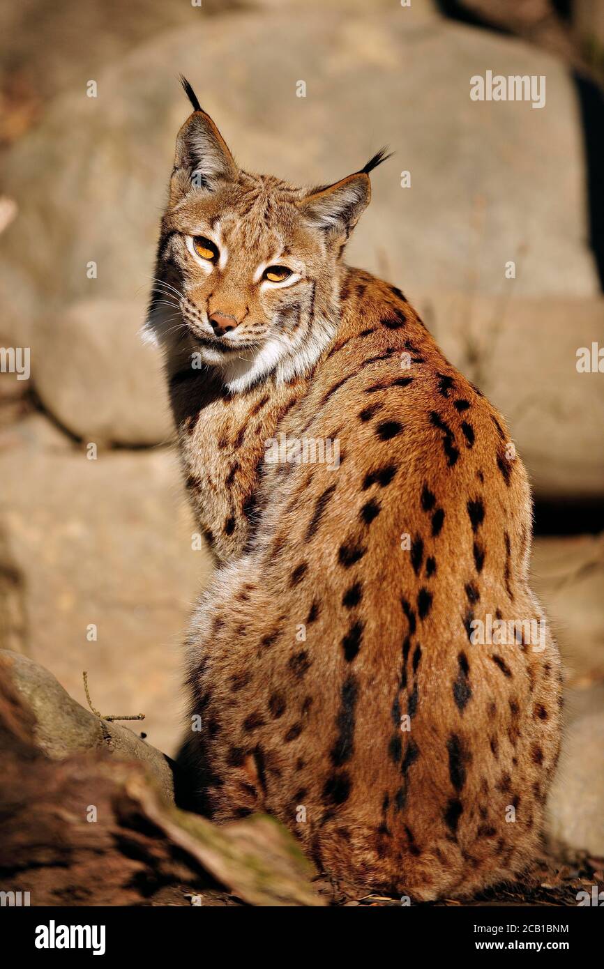 Lynx (Lynx lynx), seduto su una roccia e guardando la schiena nella fotocamera, in cattività Foto Stock