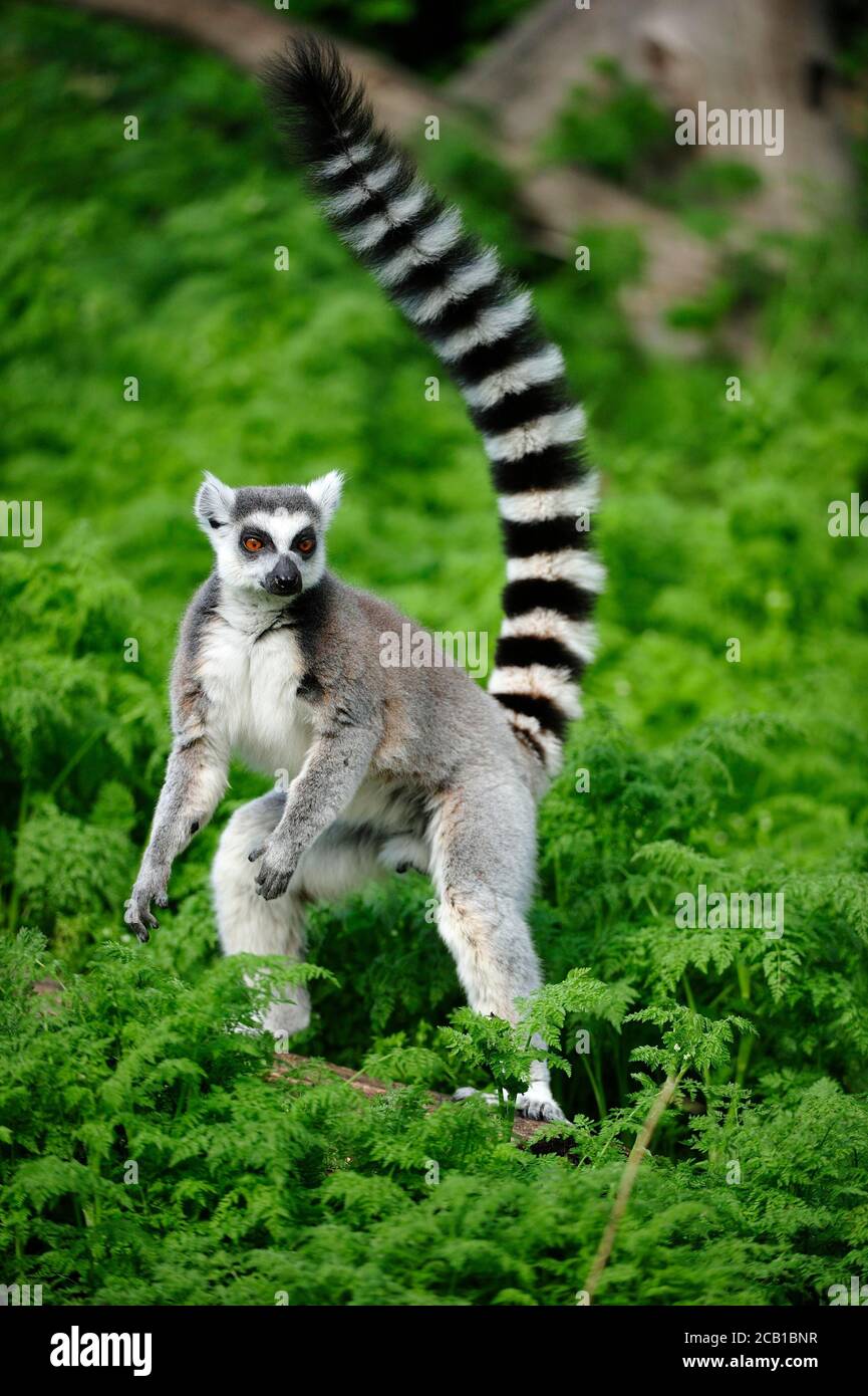 Lemur con coda ad anello (Lemur catta) si erge con coda rialzata su un ramo tra piante verdi, in cattività, evento Madagascar Foto Stock