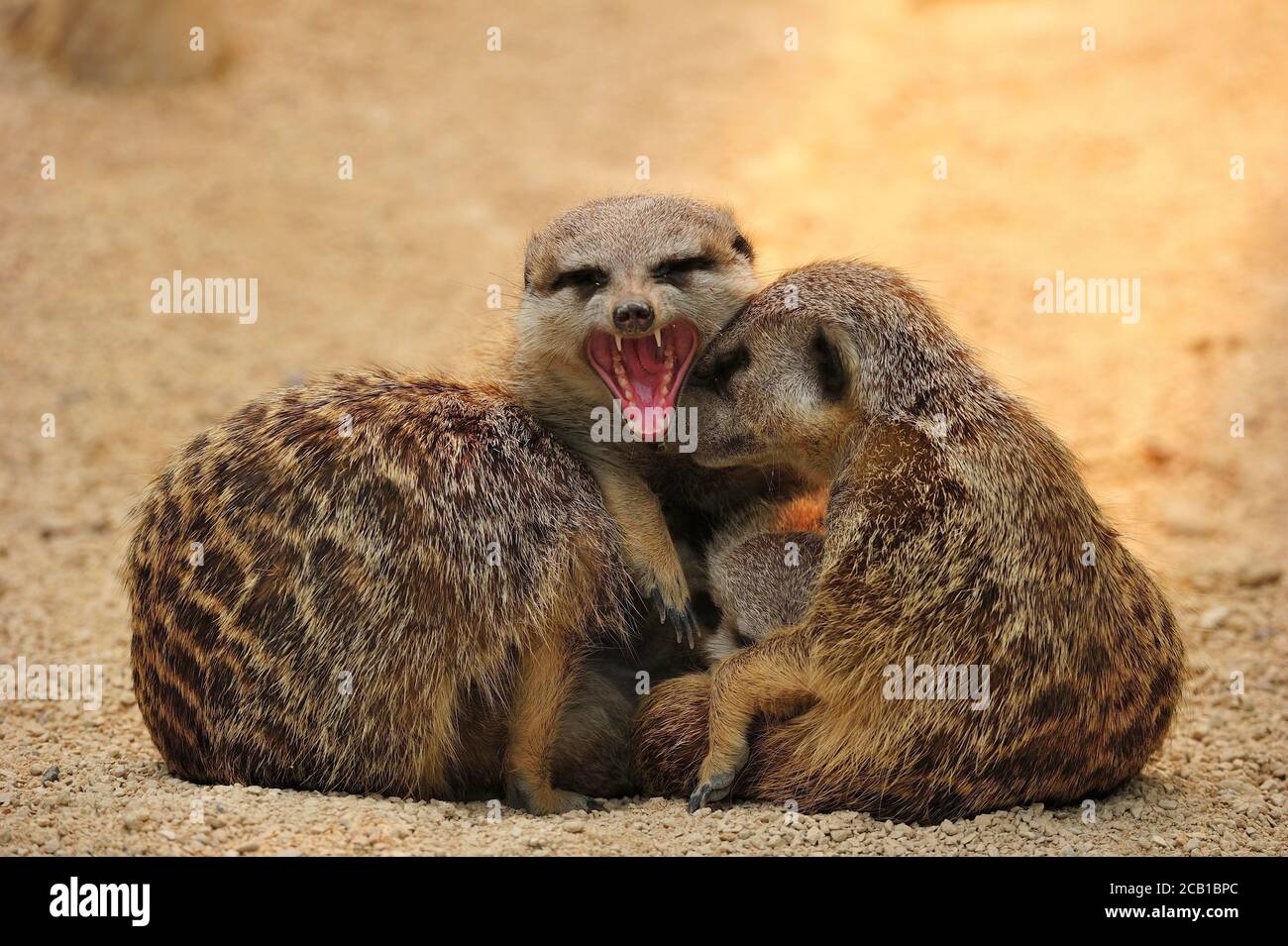 Meerkat (Suricata suricatta), tre animali adulti si siedono vicini, a bocca aperta, in cattività Foto Stock