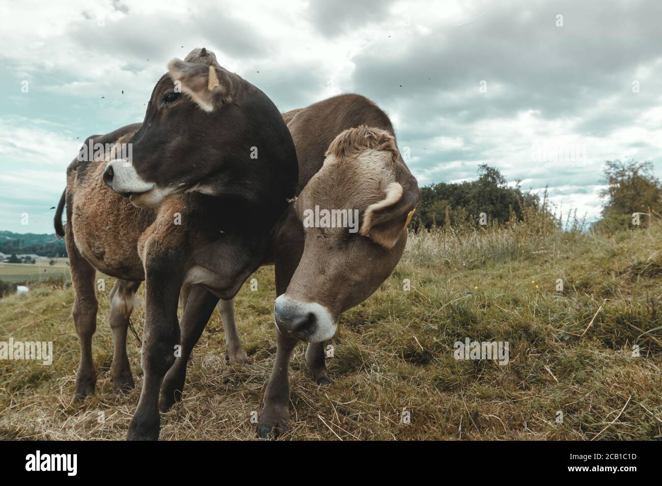 due mucche in piedi insieme contro vento freddo Foto Stock