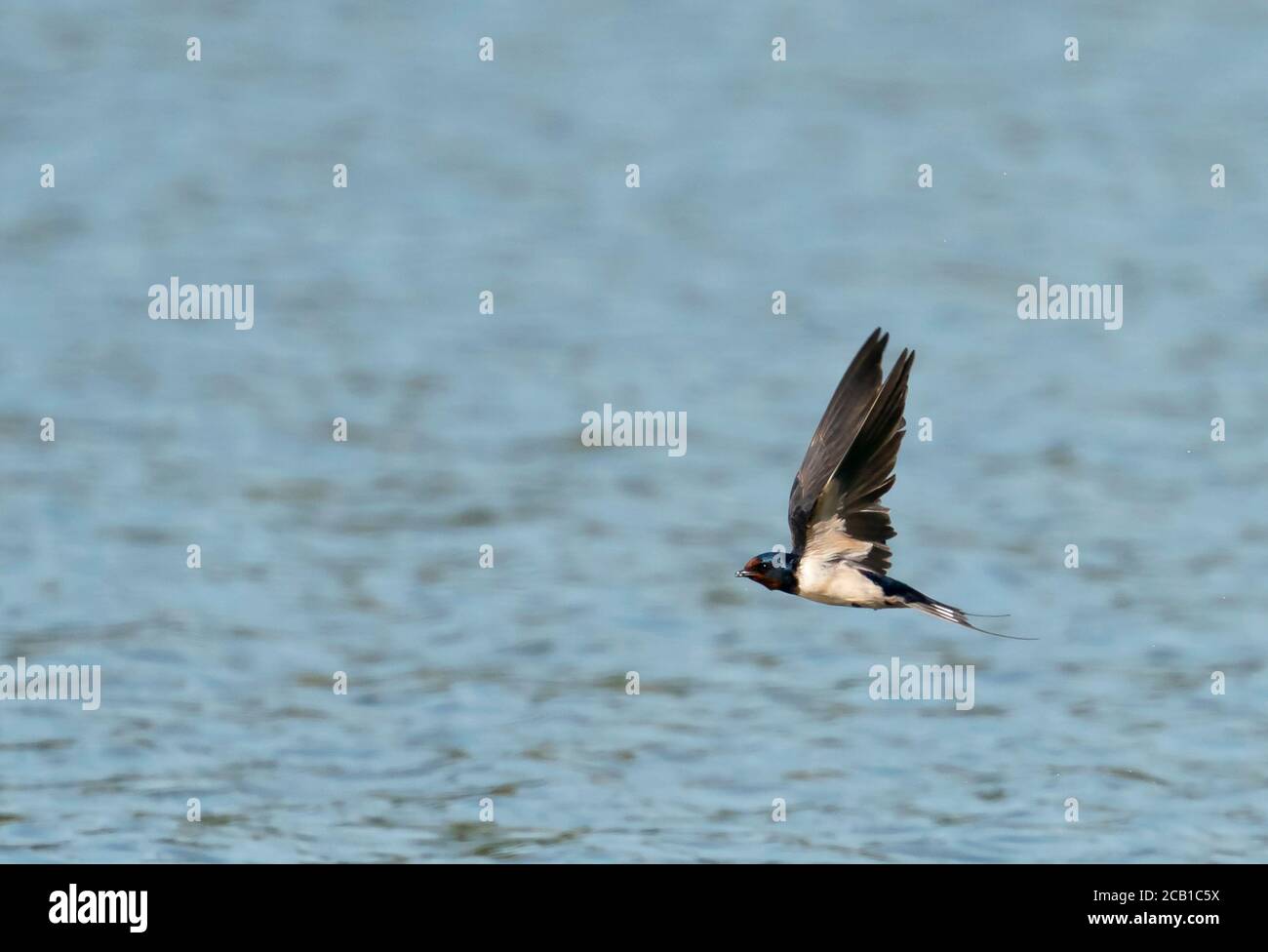 Uno Swallow (Hirundo rustica) basso in volo sopra gli insetti di cattura dell'acqua, Norfolk Foto Stock