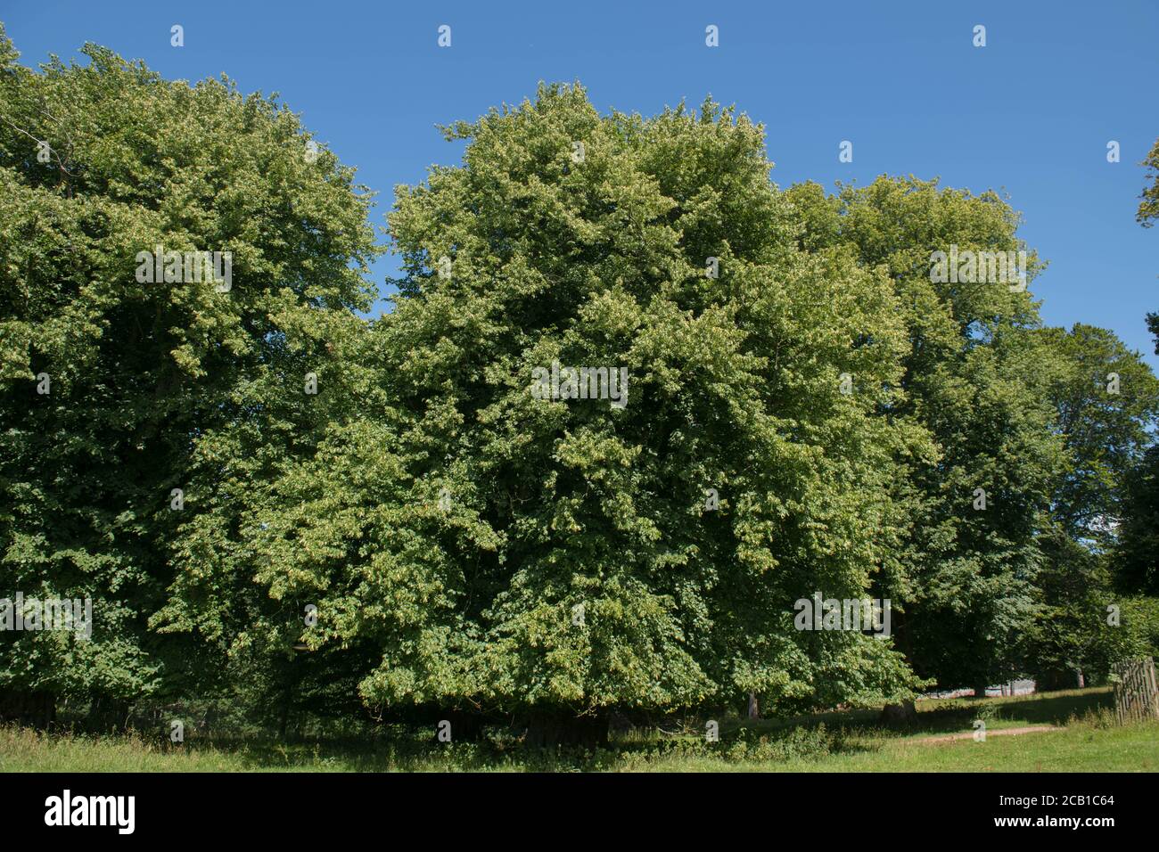 Summer Foliage di un comune Linden o Lime Tree (Tilia x europaea) che cresce in un parco nel Devon Rurale, Inghilterra, Regno Unito Foto Stock